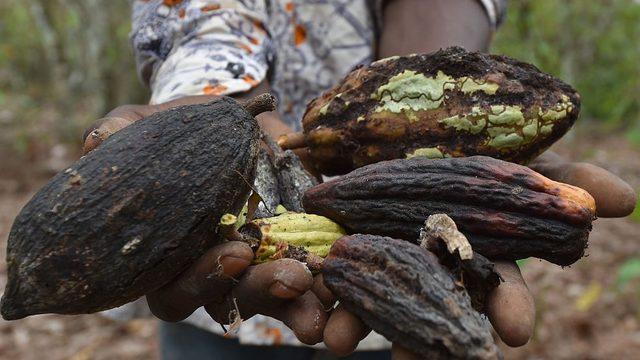 Kakao çekirdekleri böcekler ve parazitlere karşı çok hassas
