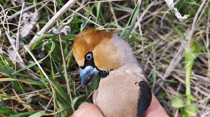 Kocabaş kuşuna, jandarmadan yardım eli