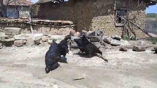 Tilki, kendisini besleyen köylünün tavuklarını yedi