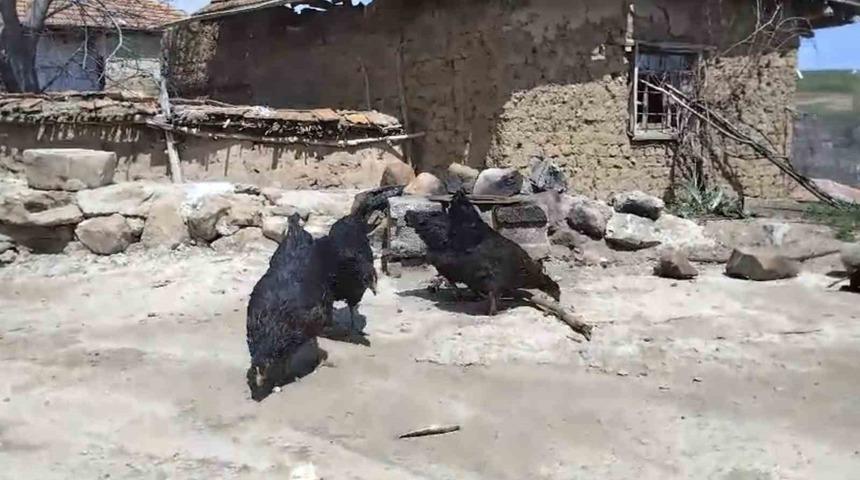 Tilki, kendisini besleyen köylünün tavuklarını yedi