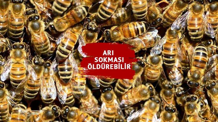 Arı sokmasını hafife almayın... Ölüme neden oluyor! Uzmanlar uyardı: "Ciddi alerjik reaksiyonlar açığa çıkarıyor"
