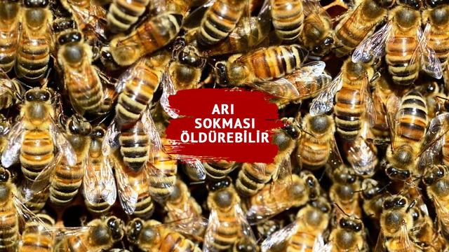 Arı sokmasını hafife almayın... Ölüme neden oluyor! Uzmanlar uyardı: Ciddi alerjik reaksiyonlar açığa çıkarıyor