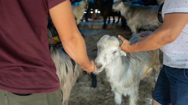 Vatandaşın beklediği haber geldi: Kırmızı etin fiyatı düşüyor!
