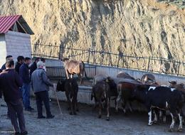 Kurban Bayramı hazırlıkları başladı! 80 bin liraya kadar fiyatlar yükseliyor...