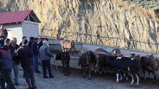 Kurban Bayramı hazırlıkları başladı! 80 bin liraya kadar fiyatlar yükseliyor...