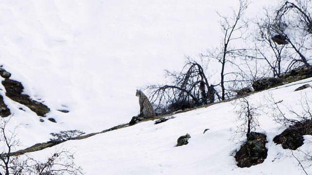 Soyu tükenmek üzere olan vaşaklar, Tunceli'de fotoğraflandı