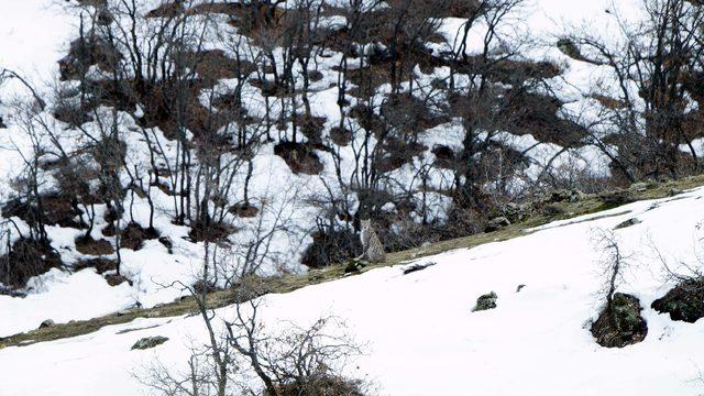 Soyu tükenmek üzere olan vaşaklar, Tunceli'de fotoğraflandı