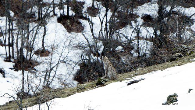 Soyu tükenmek üzere olan vaşaklar, Tunceli'de fotoğraflandı