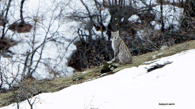 Soyu tükenmek üzere olan vaşaklar, Tunceli'de fotoğraflandı