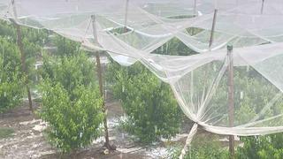 Mersin’de dolu ürünlere zarar verdi