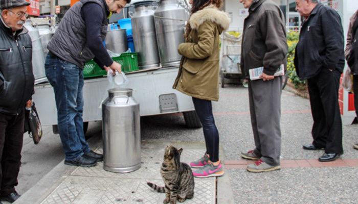 Süt almak için sıraya giren sokak kedisi