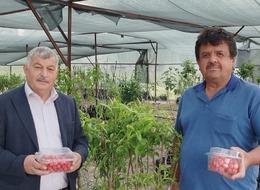 1000 TL'den satışa çıktı, 2025'in ilk hasadı yapıldı! O ilçe bununla meşhur 