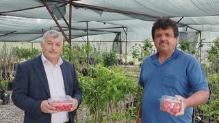 1000 TL'den satışa çıktı, 2025'in ilk hasadı yapıldı! O ilçe bununla meşhur 