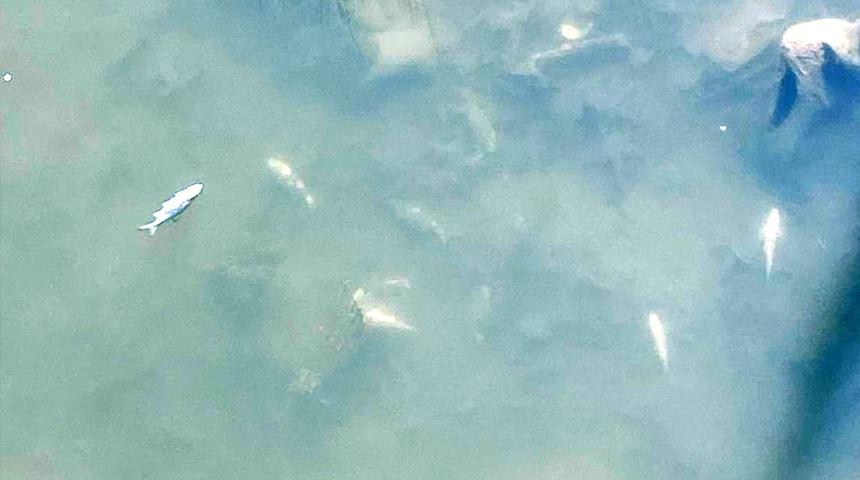 Tokat'ta balık ölümleri! Yetkililere haber verdiler