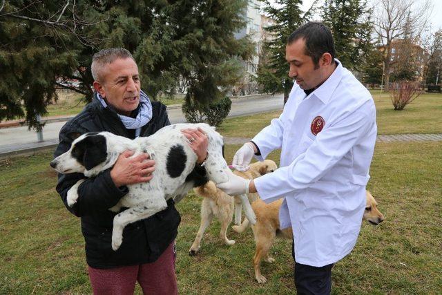 Sokak hayvanlarının rutin aşı takvimi uygulamaya devam ediyor