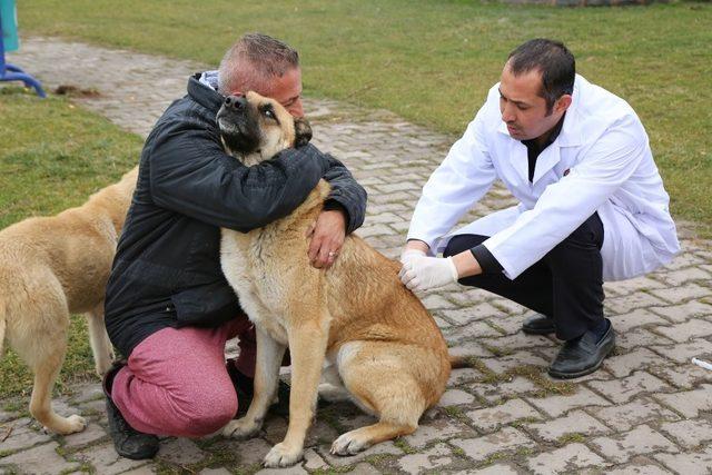 Sokak hayvanlarının rutin aşı takvimi uygulamaya devam ediyor