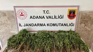 Adana’da 712 kök Hint keneviri ele geçirildi