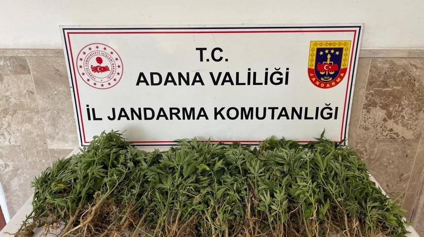 Adana’da 712 kök Hint keneviri ele geçirildi
