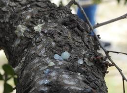 Yunanlıların Çeşme paniği! Kilosu 15 bin TL'ye kadar çıktı...  Dünyada sadece iki yerde yetişiyor ama dikecek 26 bin fidan için yer bulamıyorlar