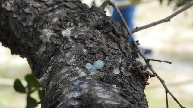 Yunanlıların Çeşme paniği! Kilosu 15 bin TL'ye kadar çıktı...  Dünyada sadece iki yerde yetişiyor ama dikecek 26 bin fidan için yer bulamıyorlar