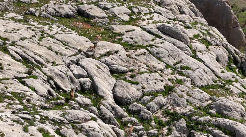 Elazığ&rsquo;da dağ ke&ccedil;ileri havadan g&ouml;r&uuml;nt&uuml;lendi