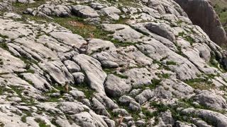 Elazığ’da dağ keçileri havadan görüntülendi