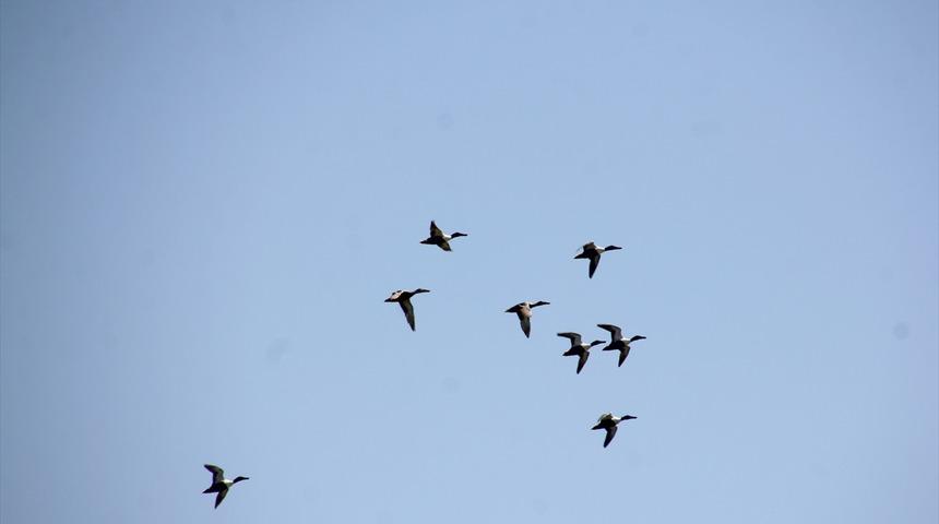Göç yolu üzerindeki Hatay'da bahar döneminde 233 kuş türü gözlemlendi