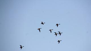 Göç yolu üzerindeki Hatay'da bahar döneminde 233 kuş türü gözlemlendi