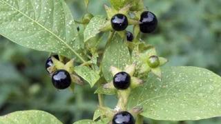 Meyve sanıp yiyorlar! Güzelavrat otu yiyen 8 çocuk zehirlenip hastanelik oldu! 