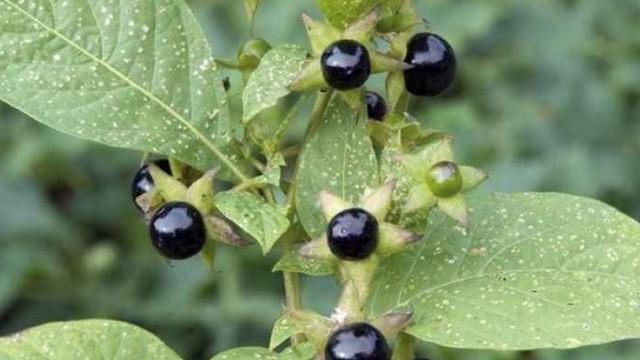 Meyve sanıp yiyorlar! Güzelavrat otu yiyen 8 çocuk zehirlenip hastanelik oldu! 