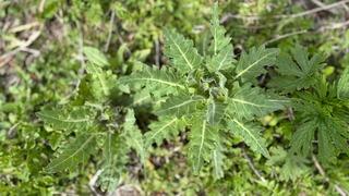 Yedikleri bitkiden zehirlenerek hastaneye kaldırılan 8 çocuktan 6'sı taburcu edildi