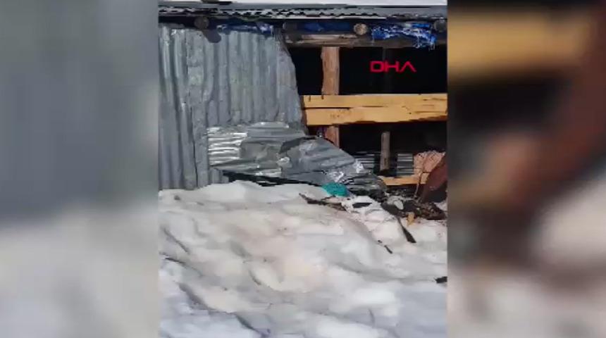 Ayılar kış uykusundan uyandı! Rize'de 30 eve zarar verdiler