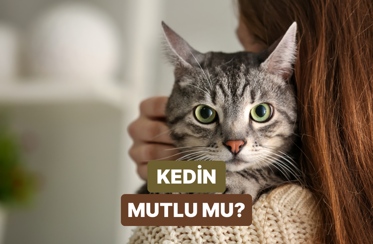 Kedini mutlu edecek şey bu testin sonunda! 