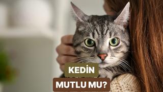 Kedini mutlu edecek şey bu testin sonunda! 