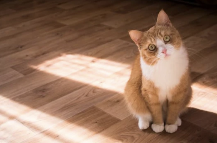 Şimdi de kedinin kişiliğini tek kelimeyle tanımla bakalım.