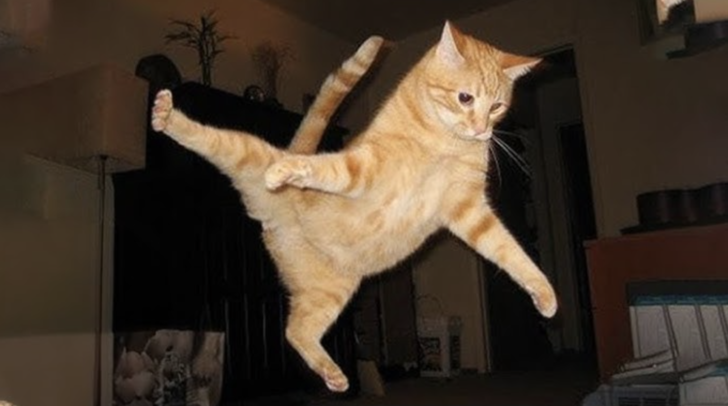 Kedinin en çok hangi hali seni güldürüyor?