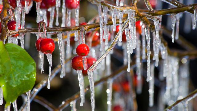 Zirai don nedir, nasıl oluşur? Zirai don neden olur?