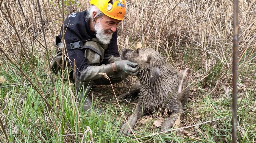Eskişehir'de kuyuya düşen köpeği AFAD ekipleri kurtardı