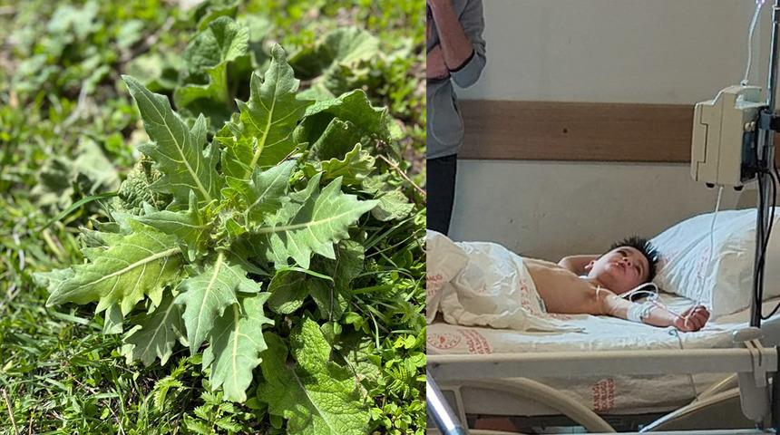 ‘Güzelavrat’ bitkisinden 8 çocuk zehirlendi! Kars'ta zehirli yabani ot alarmı...