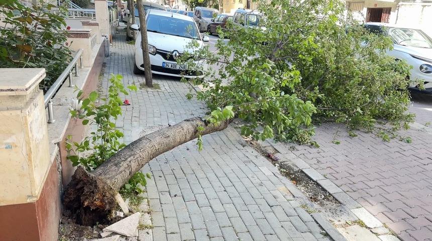 Rüzgar ağacı devirdi