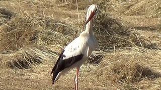 Yaralı leylek tedavi altına alındı 