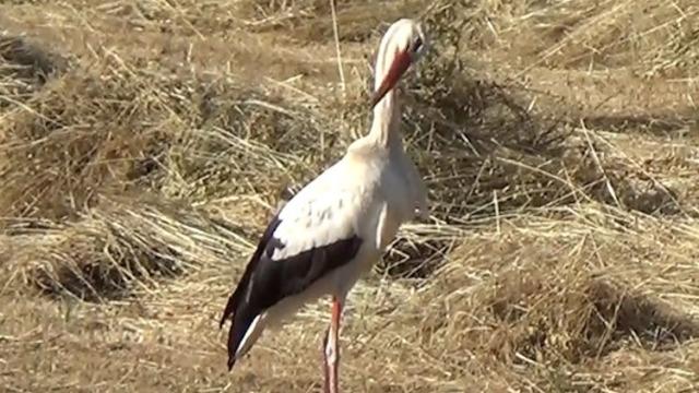 Yaralı leylek tedavi altına alındı 