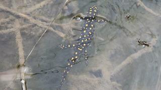 Doğa yürüyüşünde görüntülediler! Nesli koruma altında... Herkese nasip olmuyor