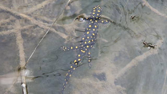 Doğa yürüyüşünde görüntülediler! Nesli koruma altında... Herkese nasip olmuyor