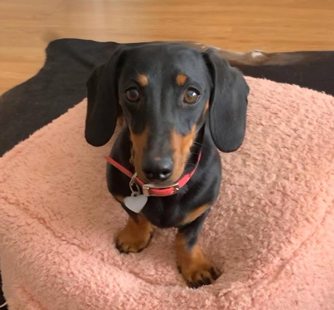 miniature-dachshund-named-valeri