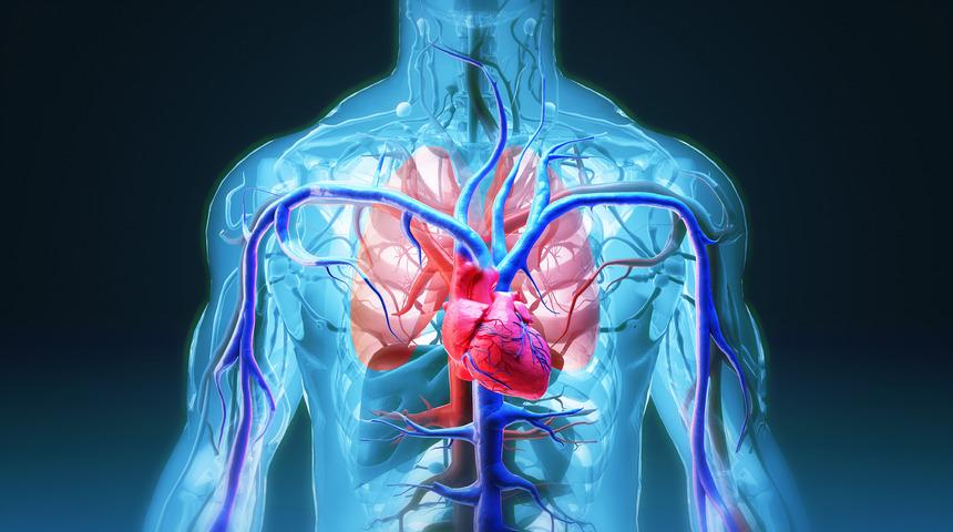 Aort damarı nedir, görevi nelerdir? Aort damarı nerede bulunur?