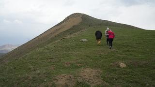 Muş'ta hayvan otlatan köylüler keşfetti! 110 bin ahlat ağacı arasında büyük gizem