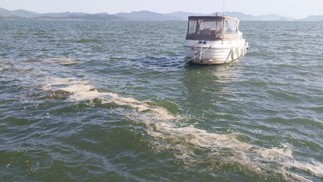 Köyceğiz Gölü'nün kıyısında polen yoğunluğu oluştu