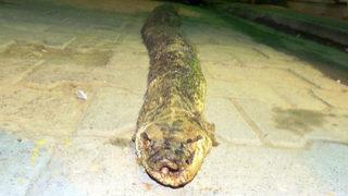 Köylüler şokta! Tam 3 metre 20 santim!