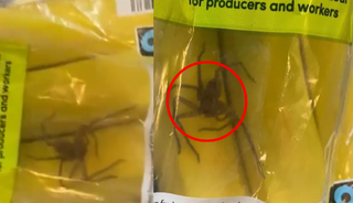 Dünyaca ünlü markette skandal! Muzların içinden örümcek çıktı